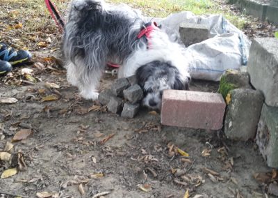 Nasentreff Nasenarbeit Hundeschule Essen