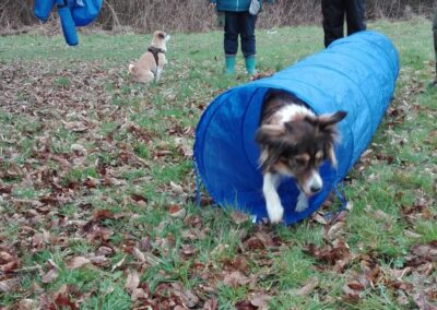 Beschäftigung Hundeschule cool dog